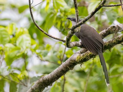 Chestnut-bellied Cuckoo - Regenkoekoek - Piaye de pluie