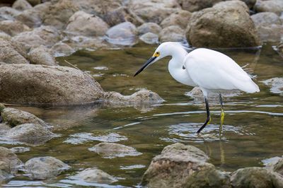 Snowy Egret - Amerikaanse Kleine Zilverreiger - Aigrette neigeuse