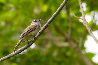 Jamaican Elaenia - Jamaica-elenia - lnie de la Jamaque