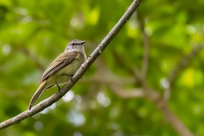 Jamaican Elaenia - Jamaica-elenia - Élénie de la Jamaïque