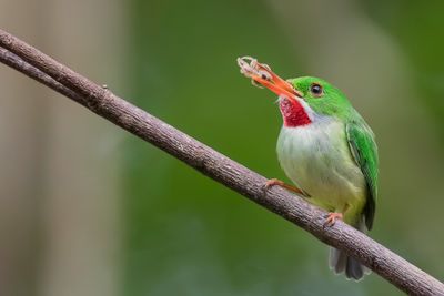 Jamaican Tody - Jamaicaanse Todie - Todier de la Jamaïque