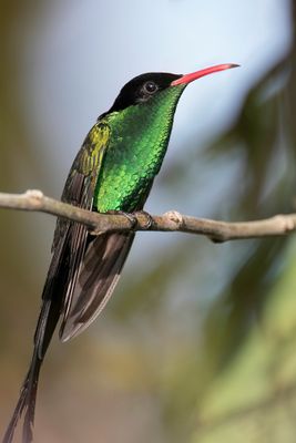 Red-billed Streamertail - Wimpelstaartkolibrie - Colibri à tête noire (m)