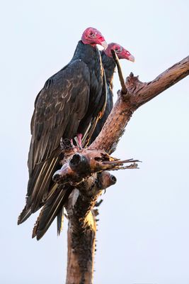 Turkey Vulture - Roodkopgier - Urubu  tte rouge