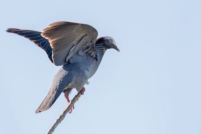 White-crowned Pigeon - Witkapduif - Pigeon à couronne blanche