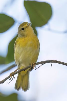 Mangrove Warbler - Mangrovezanger - Paruline jaune