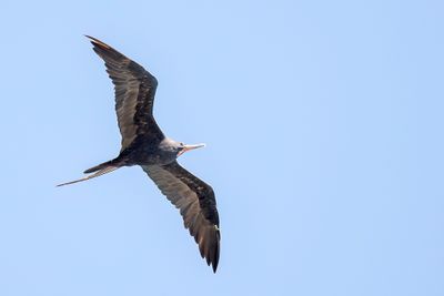 Magnificent Frigatebird - Amerikaanse Fregatvogel - Frégate superbe