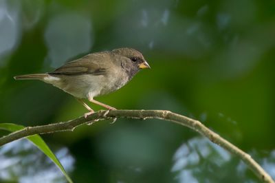 Black-faced Grassquit - Maskergrondvink - Sporophile cici (imm m)