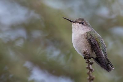 Vervain Hummingbird - Dwergkolibrie - Colibri nain