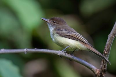 Sad Flycatcher - Jamaicatiran - Tyran triste