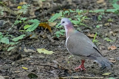 Caribbean Dove - Witbuikduif - Colombe de la Jamaque