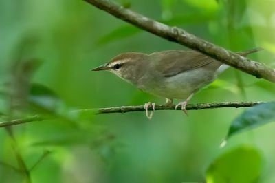 Swainson's Warbler - Swainsons Zanger - Paruline de Swainson