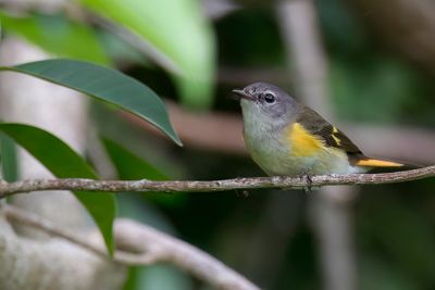 American Redstart - Amerikaanse Roodstaart - Paruline flamboyante (f)