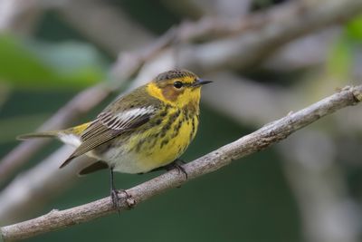 Cape May Warbler - Tijgerzanger - Paruline tigrée
