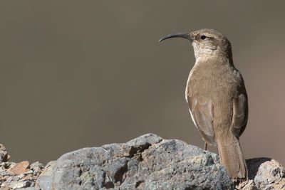 Buff-breasted Earthcreeper - Bruinborstaardkruiper - Upucerthie fauve
