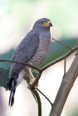 Roadside Hawk - Wegbuizerd - Buse  gros bec
