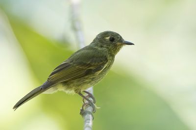 Olive-striped Flycatcher - Olijfstreeppipratiran - Pipromorphe olive