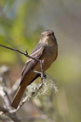 Rufous-tailed Tyrant - Roodstaartmoortiran - Ada  queue rousse