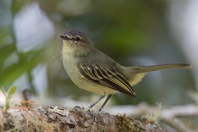 Peruvian Tyrannulet - Geelwangvliegenpikker - Tyranneau  face jaune