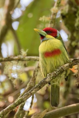 Versicolored Barbet - Bonte Baardvogel - Cabzon lgant (m)
