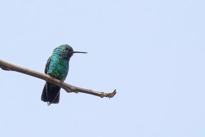 Blue-tailed Emerald - Blauwstaartsmaragdkolibrie - meraude orvert