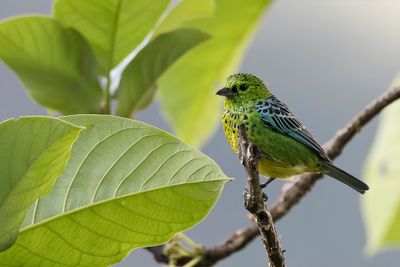 Yellow-bellied Tanager - Geelbuiktangare - Calliste  ventre jaune