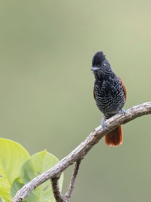 Chestnut-backed Antshrike - Gestreepte Mierklauwier - Batara mantel (m)