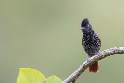 Chestnut-backed Antshrike - Gestreepte Mierklauwier - Batara mantel (m)