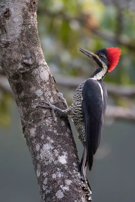 Lineated Woodpecker - Gestreepte Helmspecht - Pic ouentou (f)