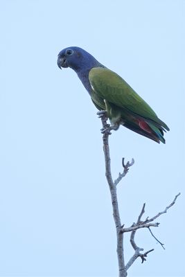 Blue-headed Parrot - Zwartoormargrietje - Pione  tte bleue