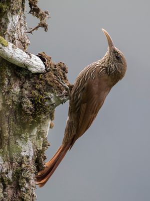 Inambari Woodcreeper - Inambarimuisspecht - Grimpar de l'Inambari