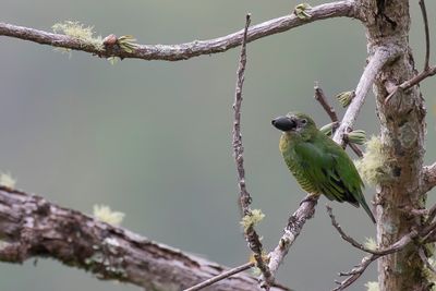 Swallow Tanager - Zwaluwtangare - Tersine hirondelle (f)