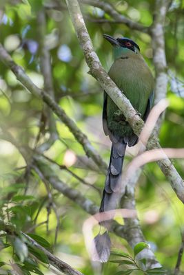 Andean Motmot - Hooglandmotmot - Motmot d'quateur