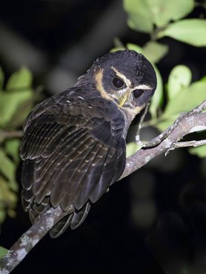 Band-bellied Owl - Gestreepte Maskeruil - Chouette  collier
