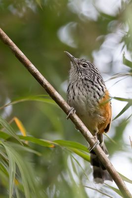 Streak-headed Antbird - Chapmans Miervogel - Grisin de Chapman
