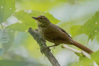 Buff-browed Foliage-gleaner - Geelbrauwbladspeurder - Anabate  sourcils fauves