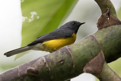 Slate-throated Whitestart - Meniezanger - Paruline ardoise
