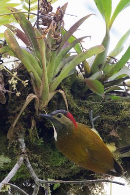 Golden-olive Woodpecker - Olijfrugspecht - Pic or-olive
