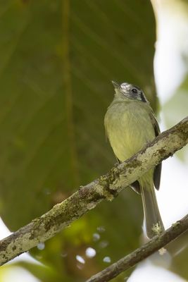 Marble-faced Bristle Tyrant - Zwartoorlooftiran - Tyranneau marbr