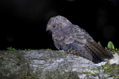 Ocellated Poorwill - Gevlekte Poorwill - Engoulevent ocell