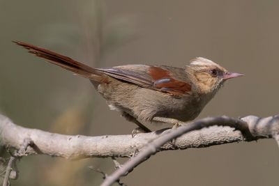 Creamy-crested Spinetail - Vaalkopstekelstaart - Synallaxe  calotte blanche