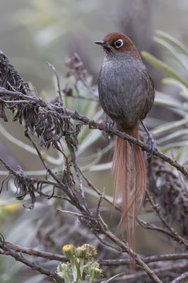 Eye-ringed Thistletail - Oogringdistelstaart - Synallaxe  lunettes