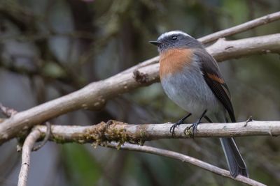 Rufous-breasted Chat-Tyrant - Roodborsttapuittiran - Pitajo  poitrine rousse