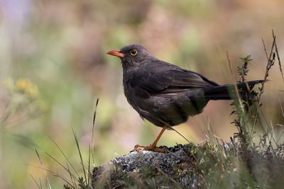 Great Thrush - Reuzenlijster - Merle gant (m)