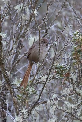 Rusty-fronted Canastero - Gartepps Canastero - Synallaxe  front rouille