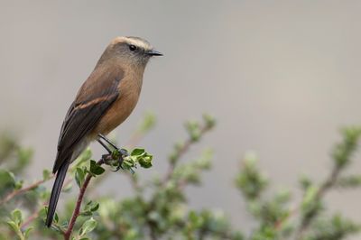Brown-backed Chat-Tyrant - Bruinrugtapuittiran - Pitajo  dos brun