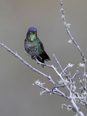Purple-backed Thornbill - Purperrugdoornsnavel - Colibri  petit bec (m)