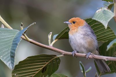Brown-flanked Tanager - Bruinflanktangare - Tangara  flancs bruns