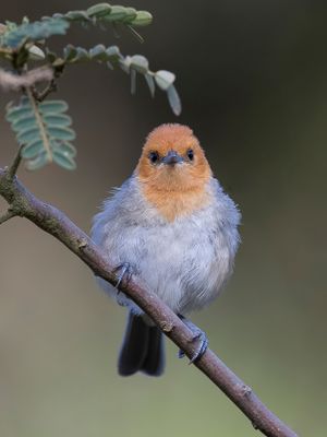 Brown-flanked Tanager - Bruinflanktangare - Tangara  flancs bruns