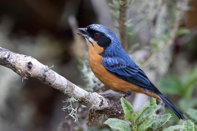 Chestnut-bellied Mountain Tanager - Bruinbuikbergtangare - Tangara  ventre marron