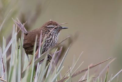 Line-fronted Canastero - Urubambacanastero - Synallaxe inca